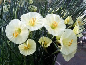 Narcissus romieuxii