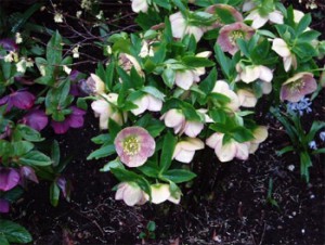 Hellebores and Buttercup Winter Hazel